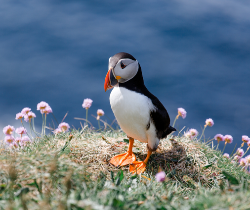 Puffin on the shores of Firth of Forth